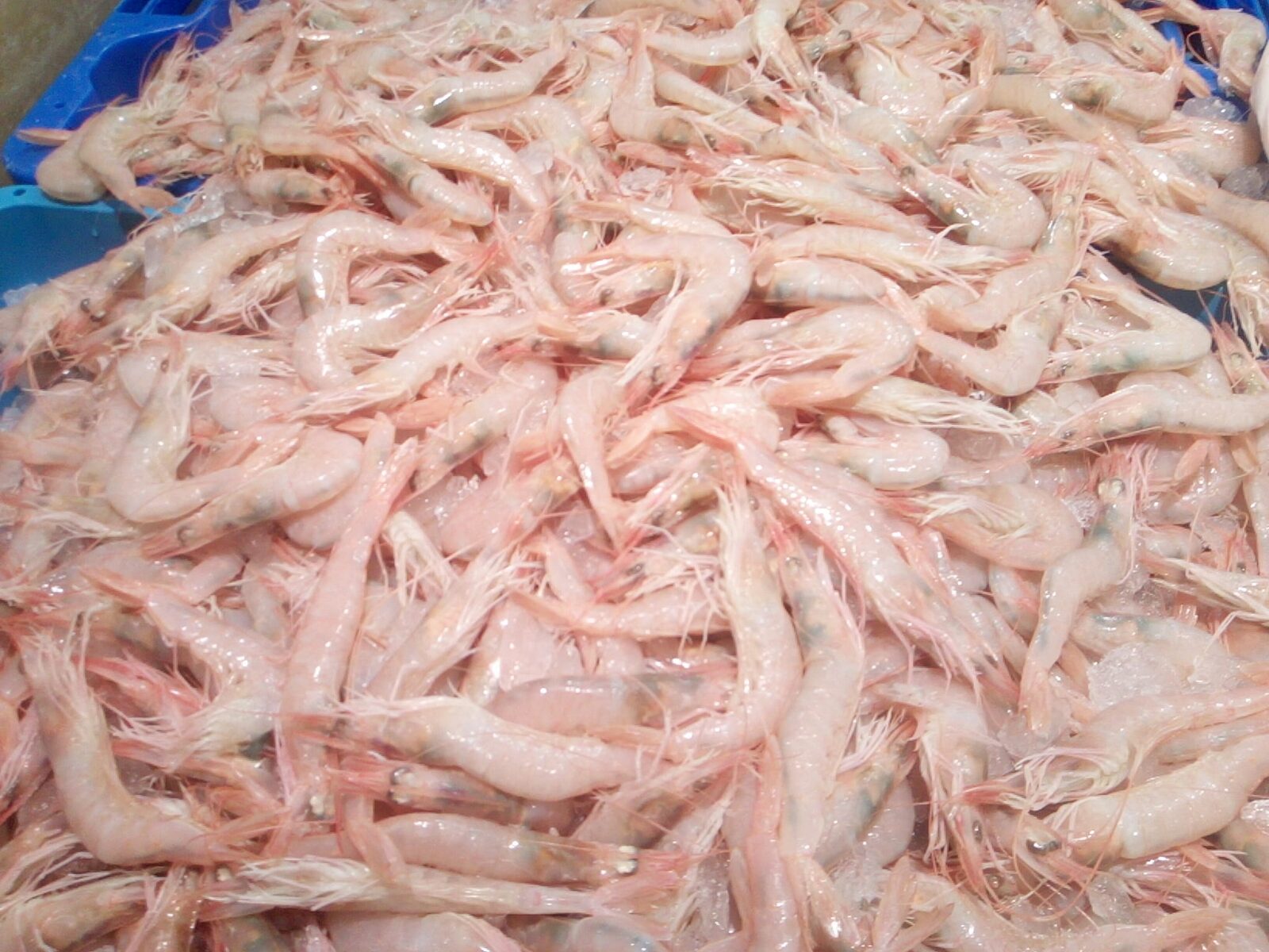 Langostinos de Sanlúcar
