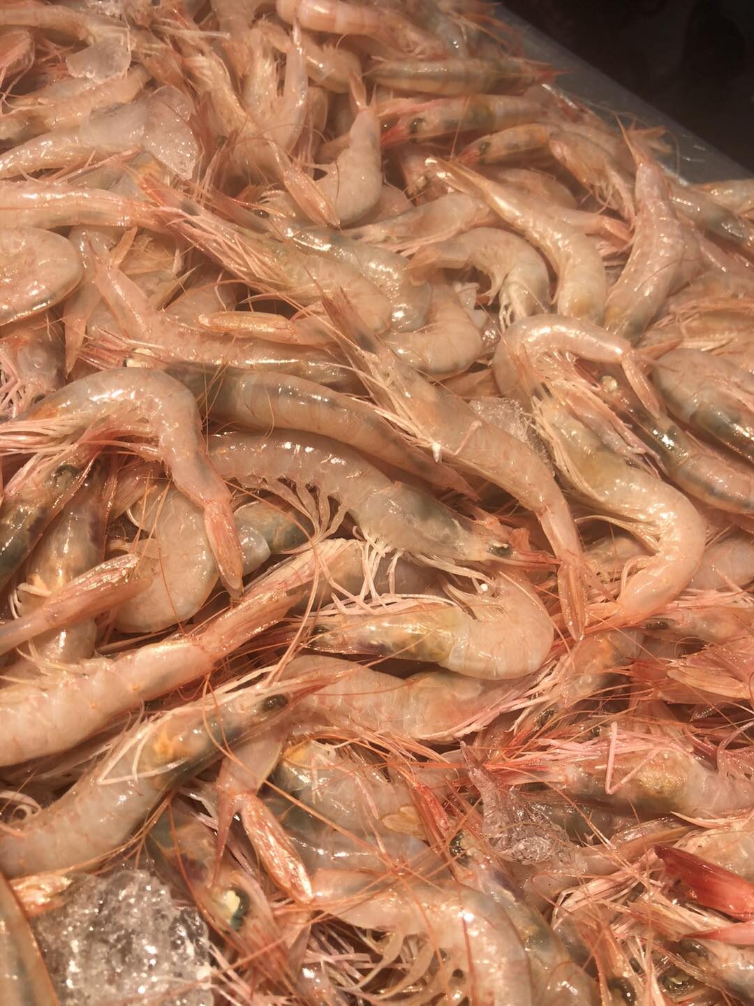 Camarones y gambas frescas